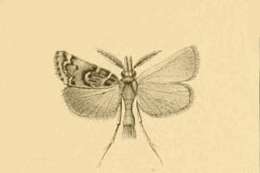 Image of Prionapteryx lancerotella Rebel 1892