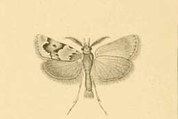 Image of Prionapteryx lancerotella Rebel 1892