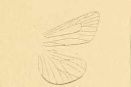 Image of Prionapteryx lancerotella Rebel 1892