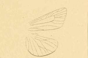 Image of Prionapteryx lancerotella Rebel 1892