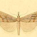 Imagem de Pediasia pedriolellus Duponchel 1836