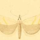 Image of Pediasia subflavellus Duponchel 1836