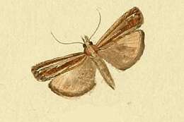 صورة Catoptria fulgidella Hübner (1810)