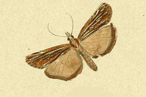 صورة Catoptria fulgidella Hübner (1810)