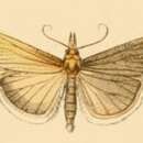Image of Catoptria laevigatellus Lederer 1870