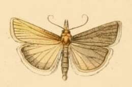 صورة Catoptria laevigatellus Lederer 1870