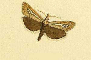 صورة Catoptria petrificella Hübner 1796