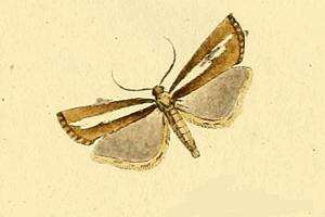 صورة Catoptria radiella Hübner (1810)