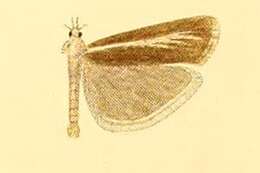 صورة Catoptria radiella Hübner (1810)