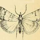 Image of Cybalomia lutosalis Mann 1862