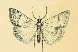 Image de Cybalomia lutosalis Mann 1862