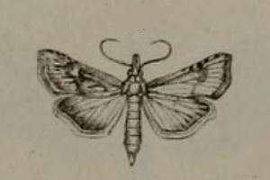 Image de Cybalomia pentadalis Lederer 1855