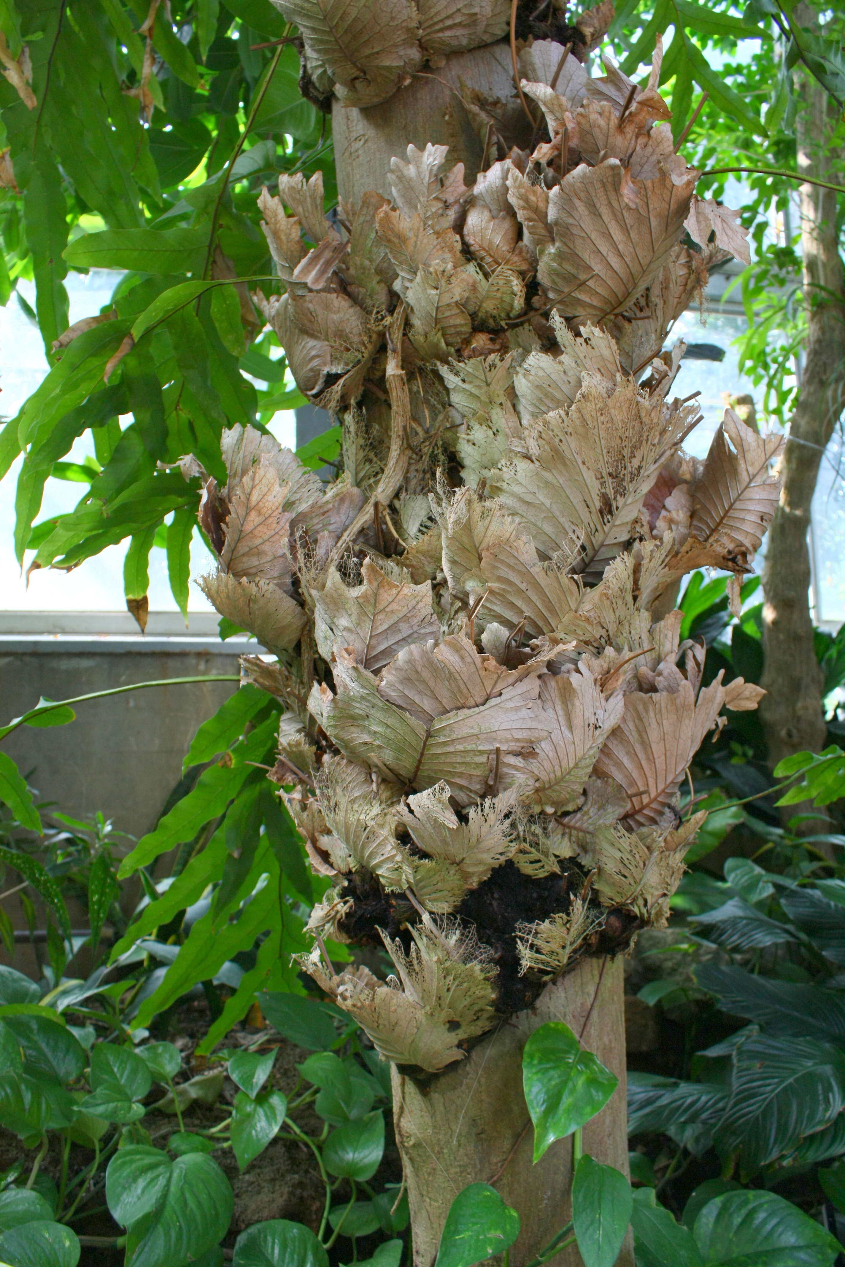 Image of basket fern