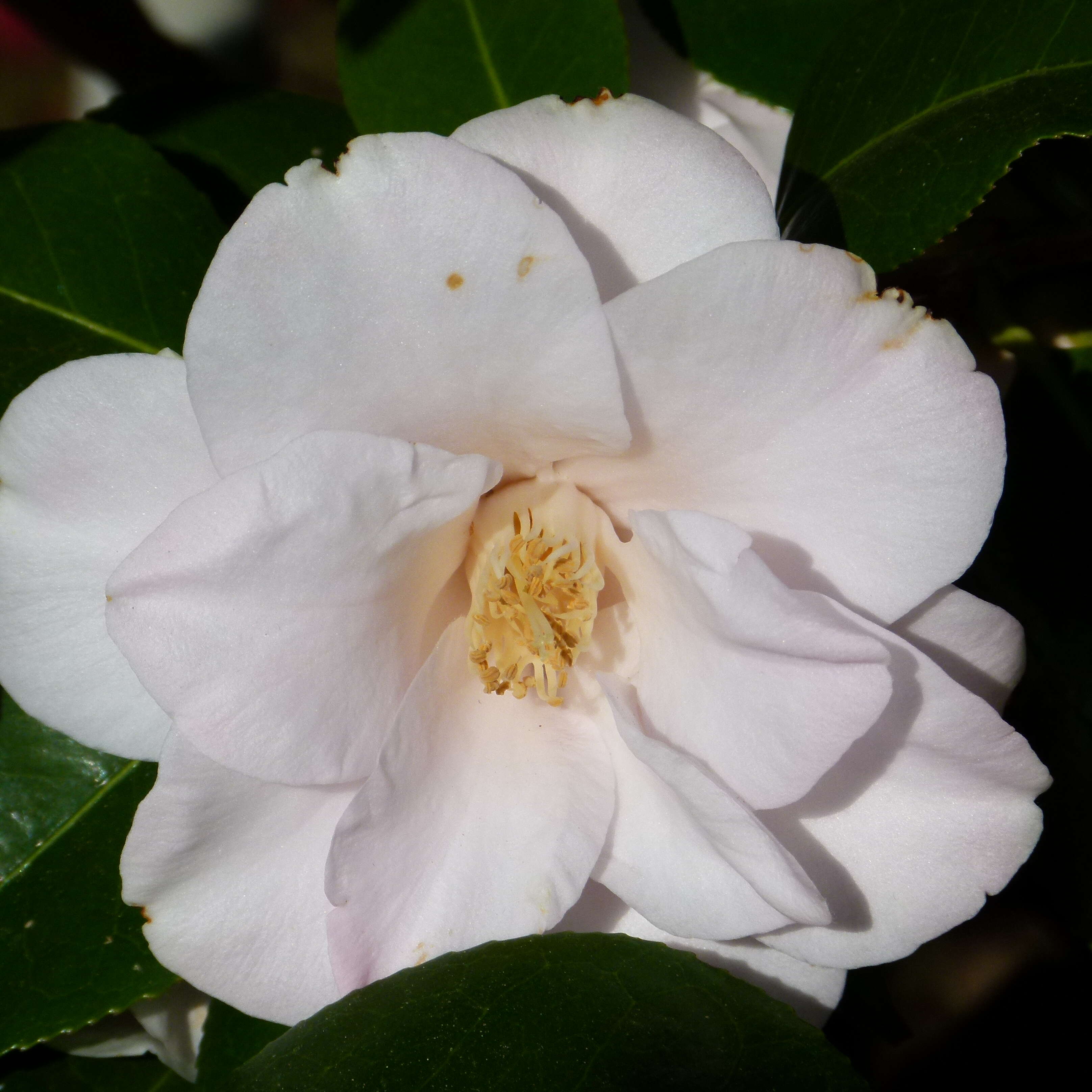 Image of camellia