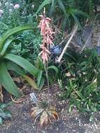 Aloe somaliensis C. H. Wright ex W. Watson resmi