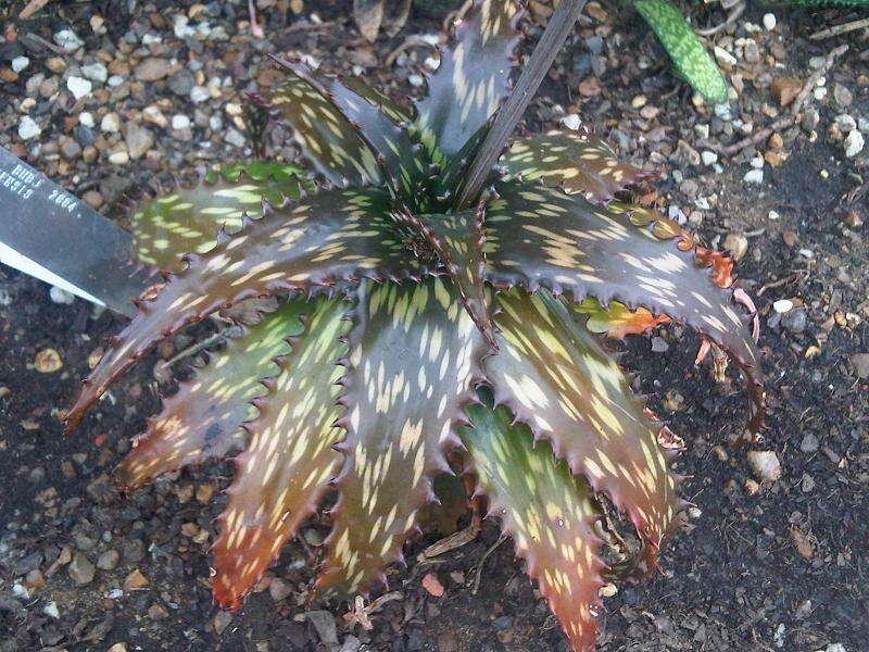 Слика од Aloe somaliensis C. H. Wright ex W. Watson