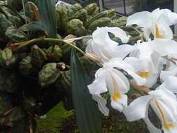 Coelogyne cristata Lindl. resmi