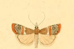 Image of Euchromius ramburiellus Duponchel 1836