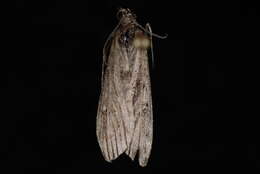 Image of Highland Grey