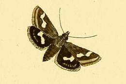 Image of Eurrhypis sartalis Hübner