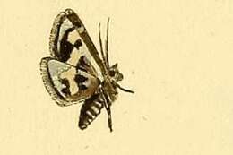 Image of Eurrhypis sartalis Hübner