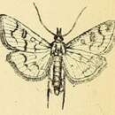 Image of Mecyna biternalis Mann 1862