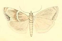 Imagem de Metaeuchromius lata Staudinger 1870