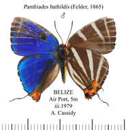 Image of Panthiades bathildis