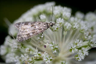 Eudonia petrophila Standfuss 1848的圖片