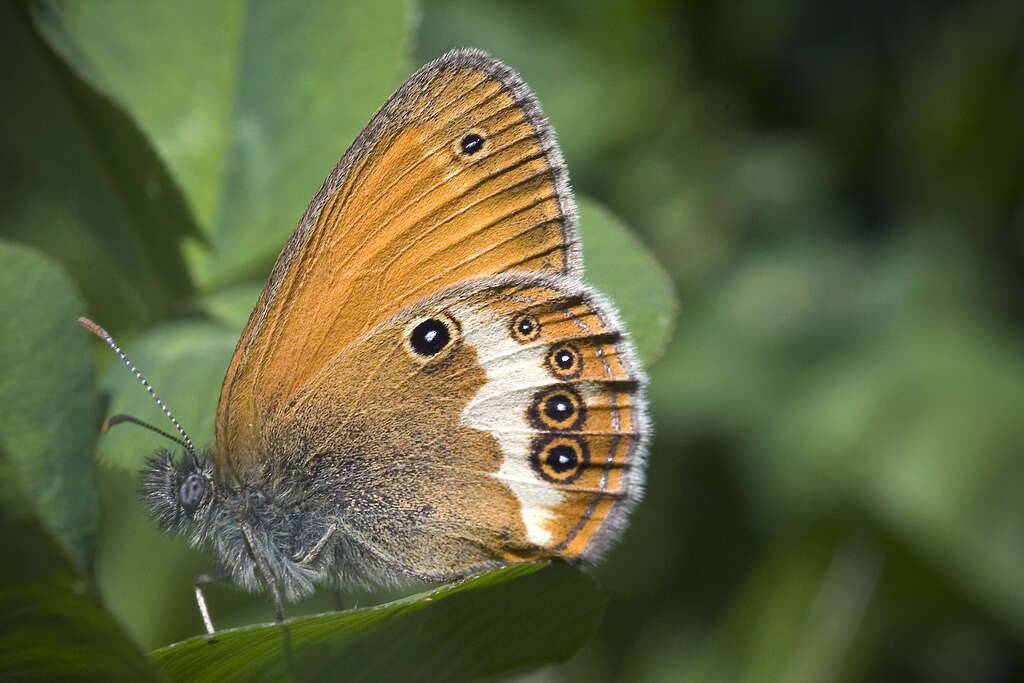 Coenonympha arcania Linnaeus 1761的圖片