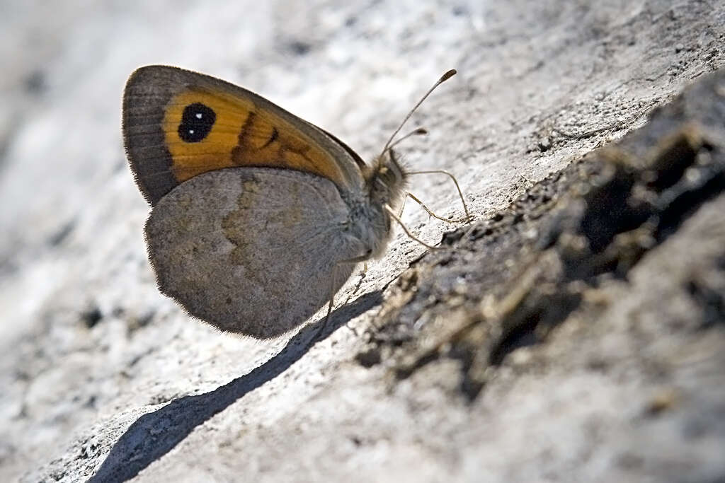 Image of Erebia rondoui