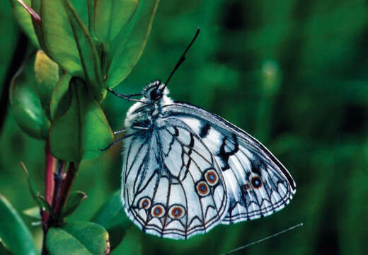 Image of Italian Marbled White