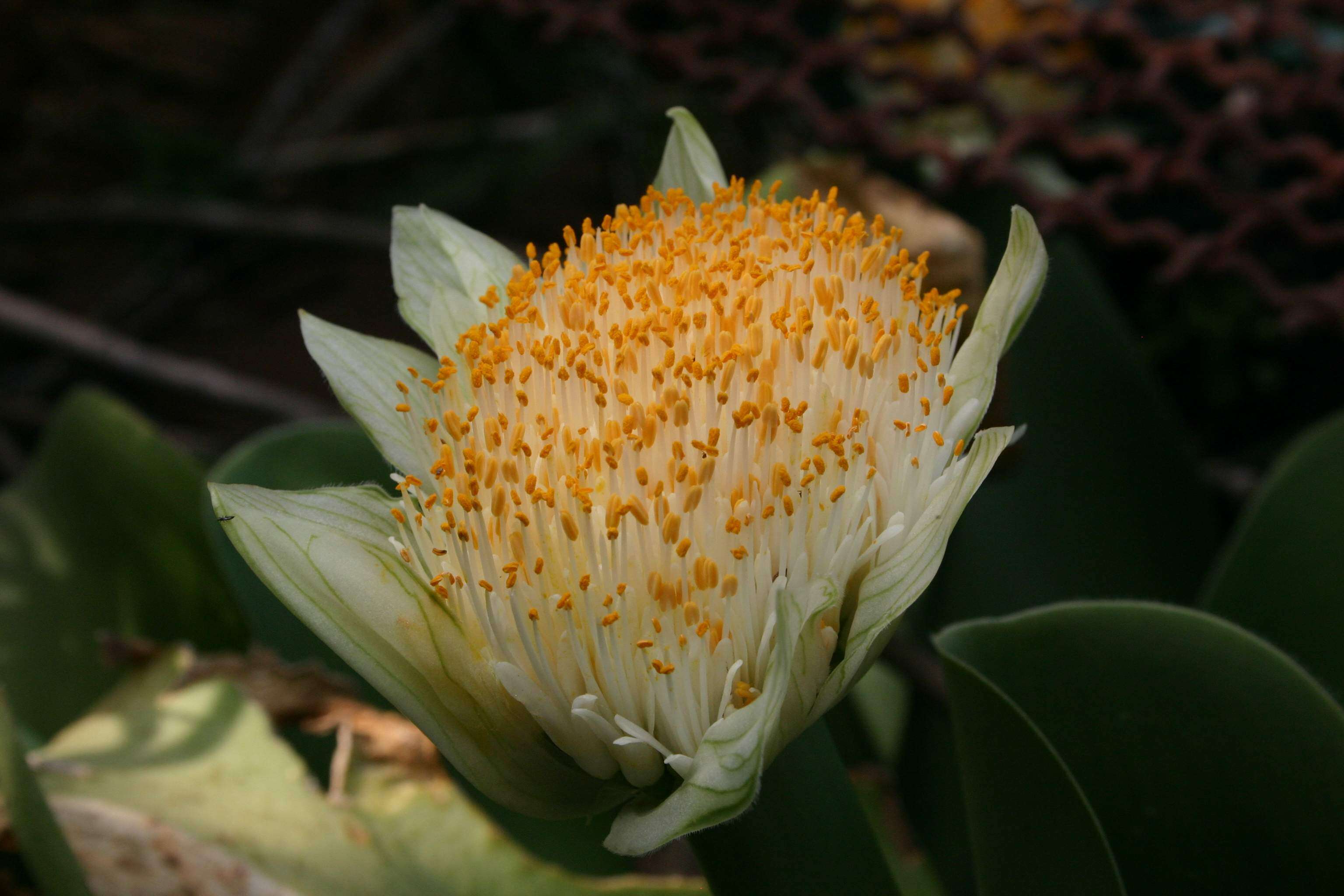 Imagem de Haemanthus albiflos Jacq.