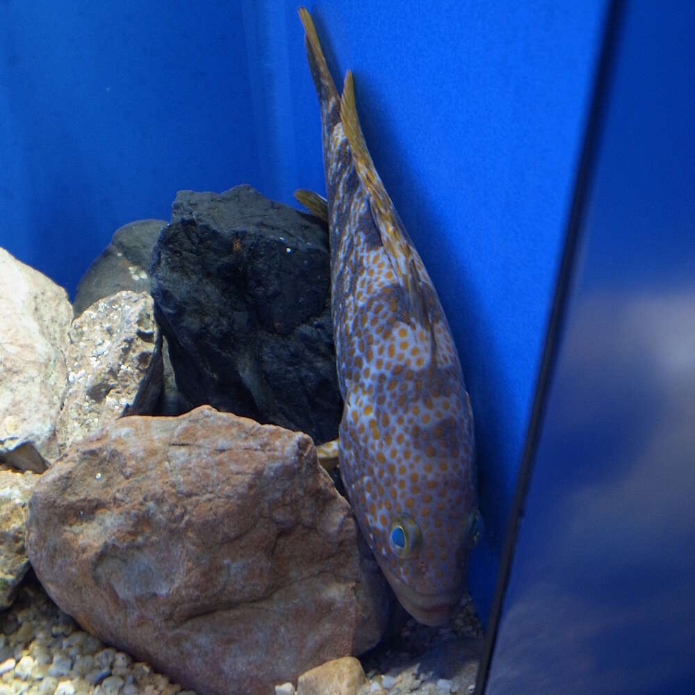 Image of Hong Kong Grouper