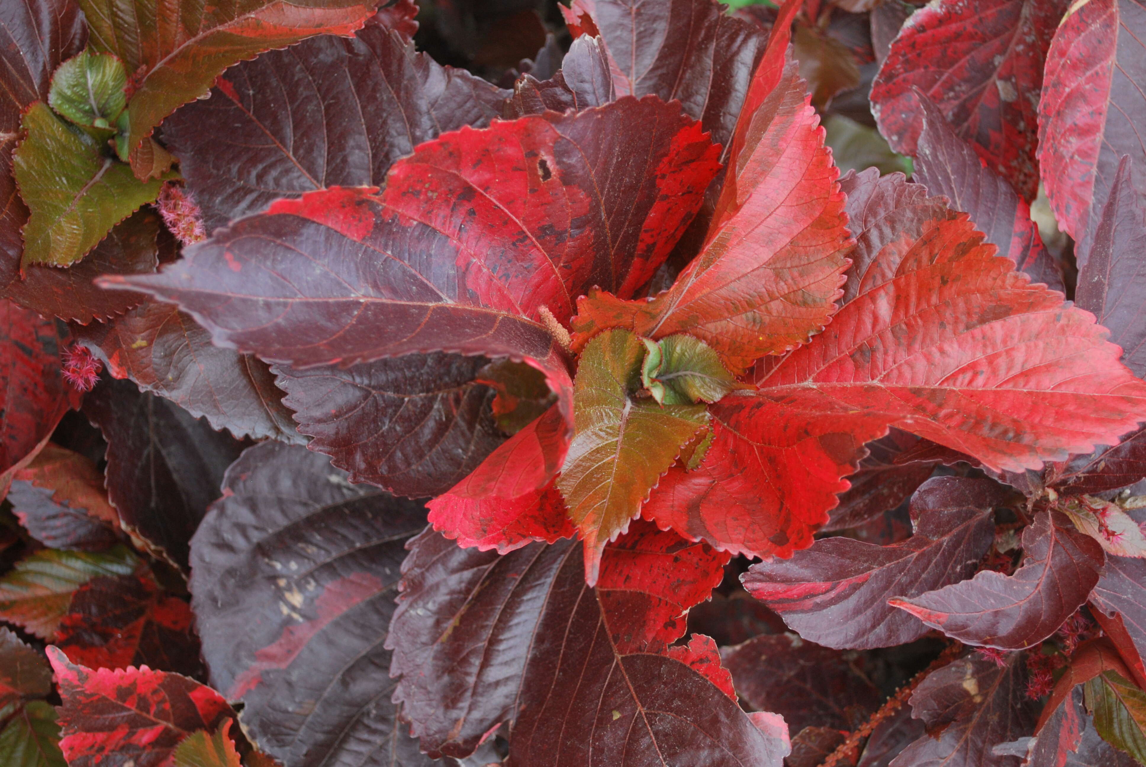 Image de Acalypha wilkesiana Müll. Arg.