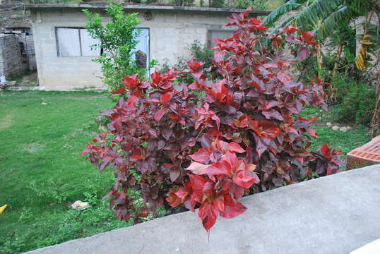 Image de Acalypha wilkesiana Müll. Arg.