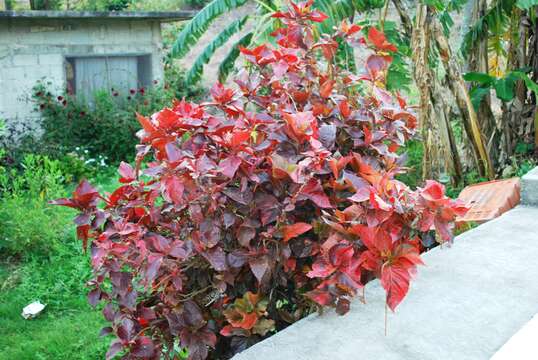 Image de Acalypha wilkesiana Müll. Arg.