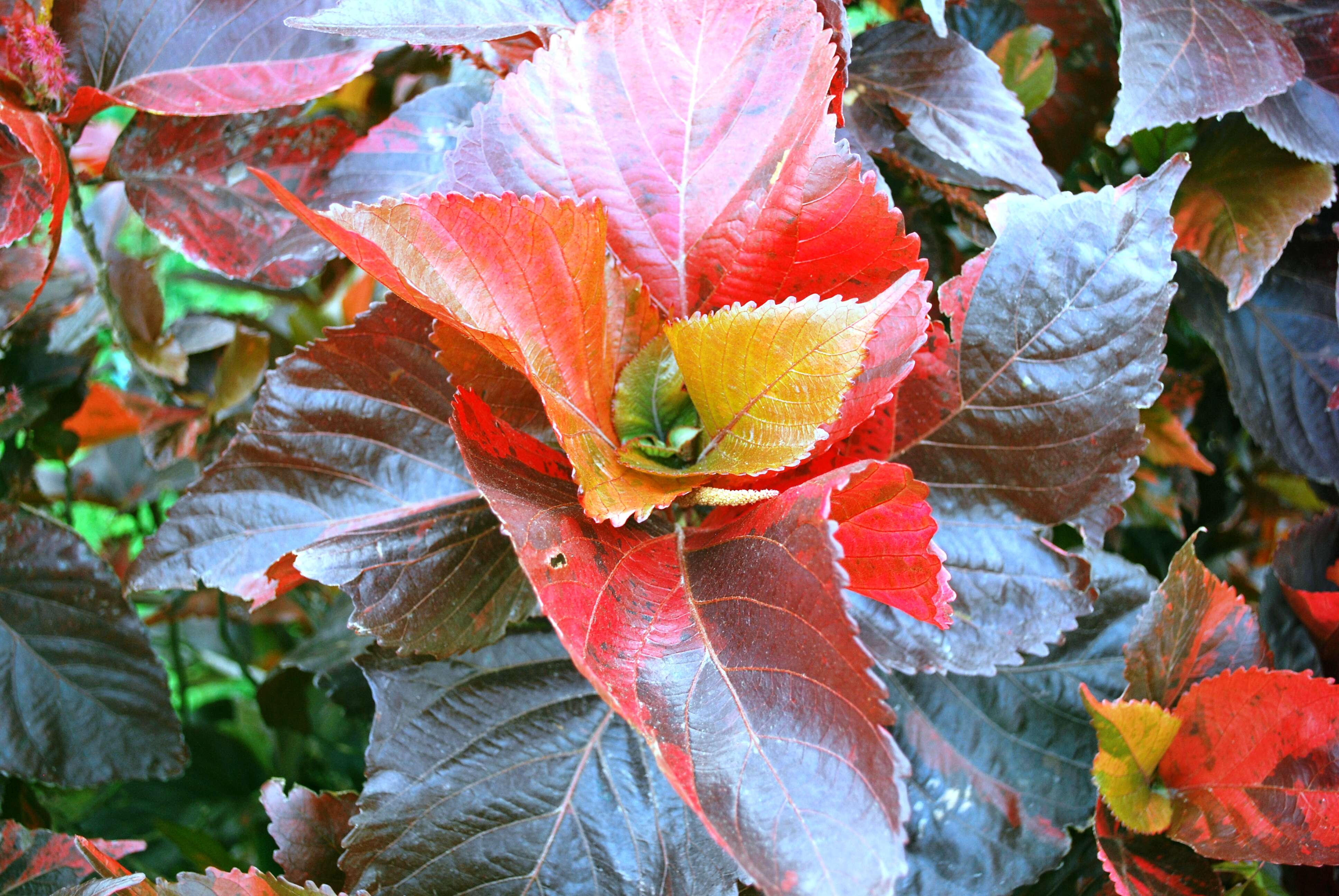 Image de Acalypha wilkesiana Müll. Arg.