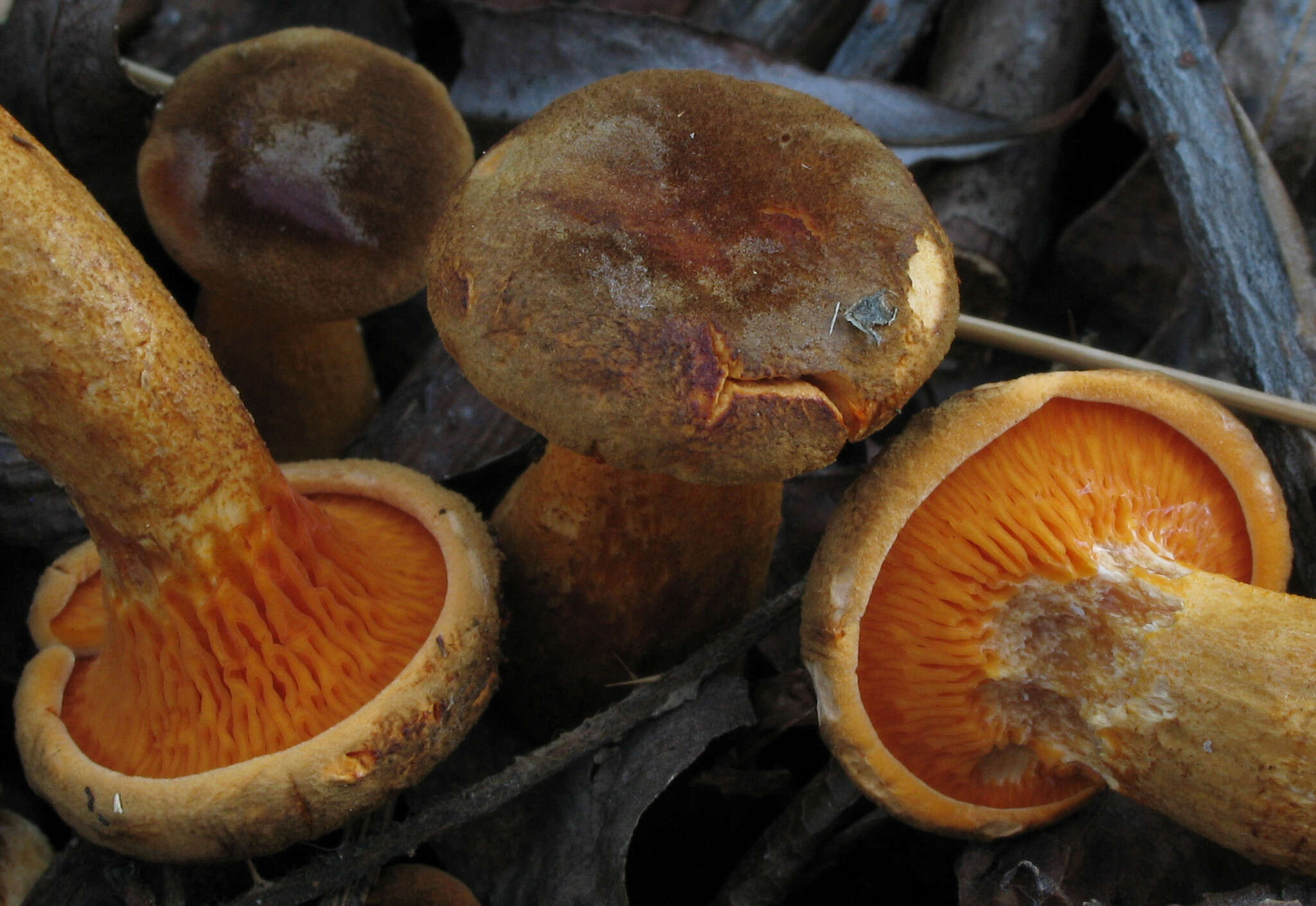 صورة Hygrophoropsis rufa (D. A. Reid) Knudsen 2008