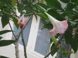 Image de Brugmansia insignis (Barb-Rodr.) T. E. Lockwood ex E. Wade Davis