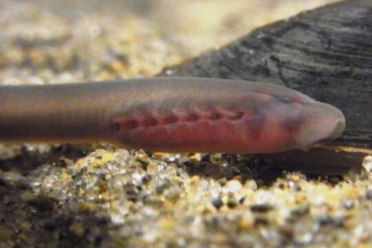 Image of Far eastern brook lamprey