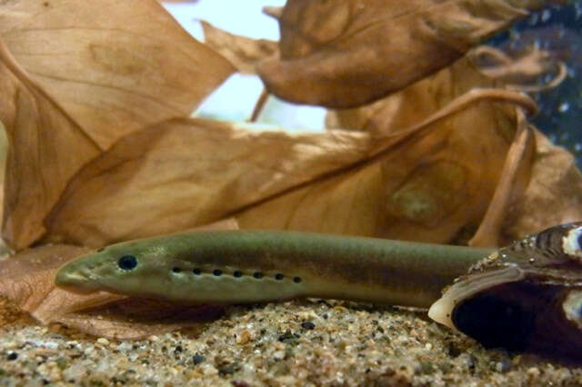 Image of Far eastern brook lamprey