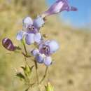 Penstemon gibbensii R. D. Dorn resmi