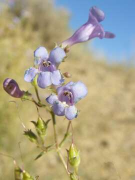 Imagem de Penstemon gibbensii R. D. Dorn