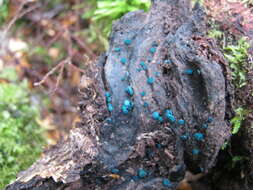 Image of Chlorociboria