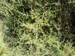 Imagem de Coprosma propinqua A. Cunn.