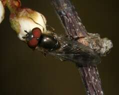 Image de <i>Platycheirus ambiguus</i>