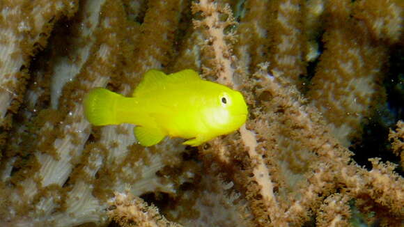 Image of Yellow clown goby