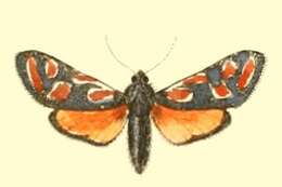 Image de Zygaena orana Duponchel 1835