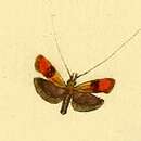 Image of Nemophora mollella Hübner 1816